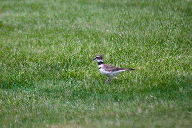 Plover kuşunun çimenlerde yürüdüğü bir kare.