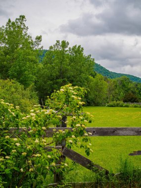 Yazın Doğal New England Kırsal Bölgesi