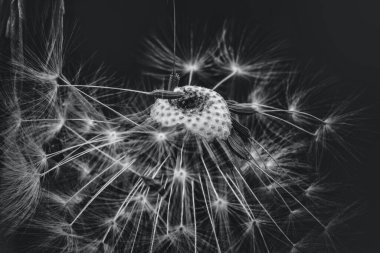 Kara hindiba ve yapraklarından oluşan siyah beyaz bir makro.