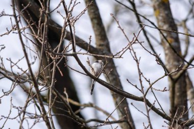 A selective of a long-tailed tit (Aegithalos caudatus) on a tree
