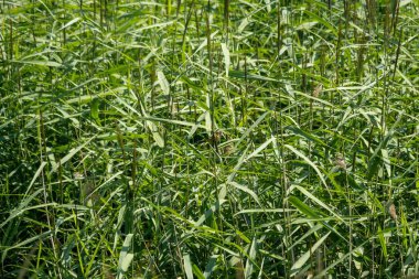 Otların arasında minik bir kuş