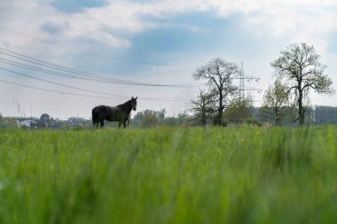 Mavi gökyüzünün altında, arkasında iki ağaç olan yeşil bir tarlada duran siyah bir atın güzel bir görüntüsü.