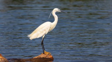 Nehir kıyısında küçük bir balıkçıl (Egretta garzetta)
