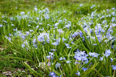 Yeşil çimlerin arasında küçük mor Sibirya ahşap kabak çiçeklerinin yakın plan çekimi.