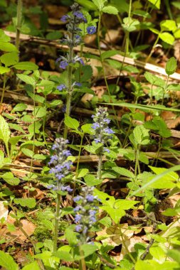 Almanya 'daki ormanda Ajuga sürüngenleri (halı borazanları)