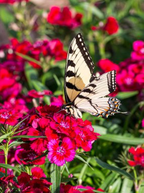 Bahçedeki pembe kelebeğin üzerinde oturan Mahaon kelebeğinin yakın çekimi.