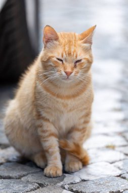 Şehir ortamında sokak kedileri