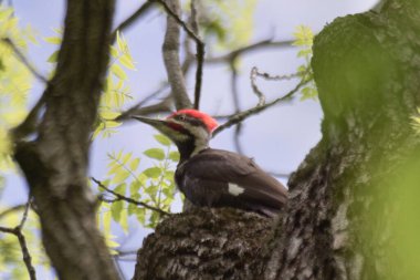 Dendrocopos 'un bir dala tünediği yakın çekim.