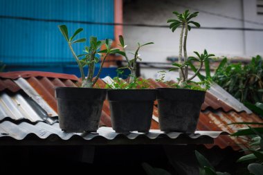 Çatıdaki üç saksının manzarası.