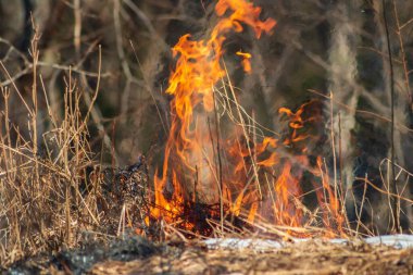 Ormanda yanan kuru otların yakın çekimi.