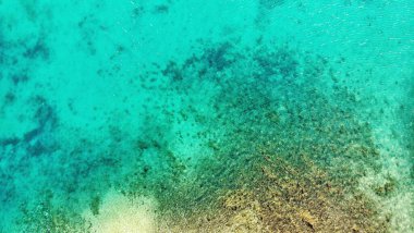 Ahırları ve yosunları olan bir turkuaz su altı yüzeyi.