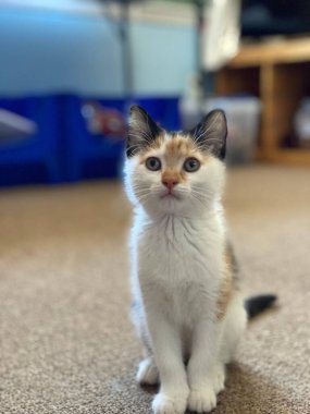 Un üzerinde sessizce oturan ve birine dik dik bakan üç renkli bir kedinin portresi.