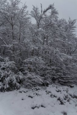 Karlı bir orman ve donmuş ağaçlar