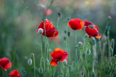Bahçede yetişen kırmızı gelinciklerin yakın plan çekimi.