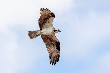 Mavi gökyüzünde süzülen açık kanatlı bir balık.