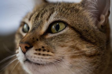 Küçük yavru kaplan kedi, anne ve erkek kardeşlerle oynuyor.