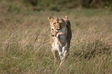 Yavrusunu ağzında tutan bir Barbar aslanının yakın plan fotoğrafı. Kurumuş bir çayırda yürüyor.
