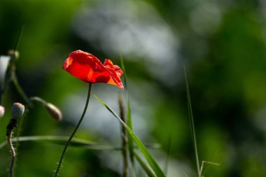 Bahçede yetişen kırmızı bir gelinciğin yakın plan çekimi.