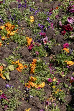 Kurumuş bitkilerin dikey çekimi.