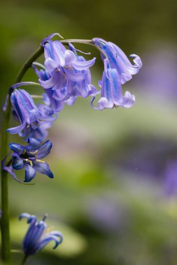 Eastham kır parkında BlueBell çiçeklerinin dikey makro görüntüsü.