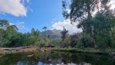 Ormanda gölün kenarında otlayan bir inek sürüsü.