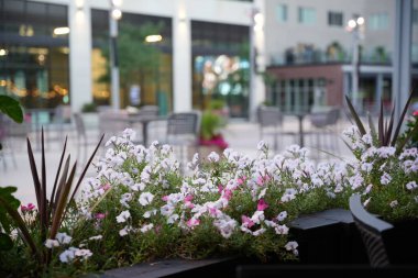 Dışarıdaki kafede çiçek açan pembe ve beyaz bitki süsleme amaçlı.