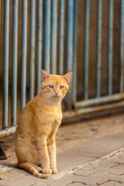 Şehir ortamında sokak kedileri