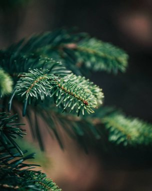 Her zaman yeşil olan köknar dallarının seçici odak noktası.