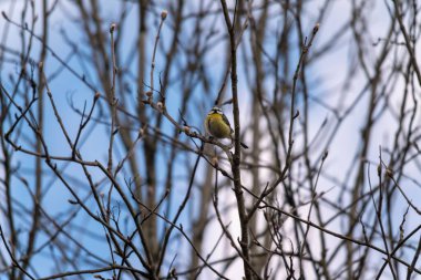 A Eurasian blue tit sitting on a branch of a leafless tree