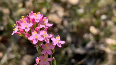 Centaurium eritraea 'nın (Centaurium eritraea) yakın plan resmi.