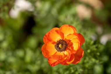 Bahçede açan bir portakal çiçeği