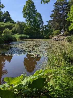 Yeşil ağaçlarla çevrili sakin bir nehrin dikey görüntüsü.