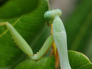 Mantidae familyasından bir peygamber devesinin (Rhombodera extensicollis) yakın çekimi.