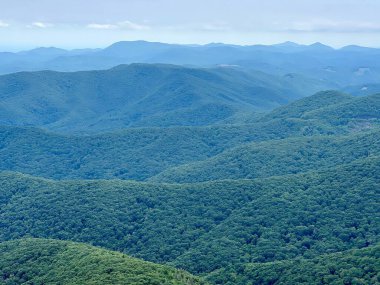 Ormandaki yeşil ve uzun ağaçların güzel manzarası.
