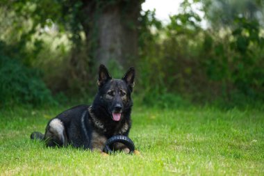 A selective of a German shepherd dog in a park