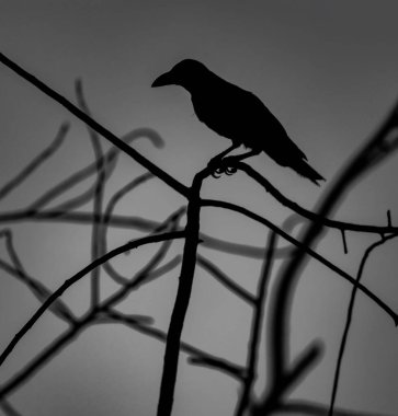 Bir ağacın dalına tünemiş sıradan bir kuzgun kuşunun silueti.