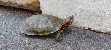 Gri kaldırımda kırmızı kulaklı Kaypak kaplumbağa