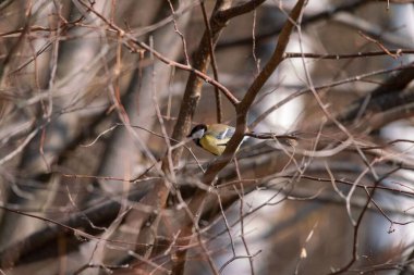 A selective of a great tit (Parus major) on a tree
