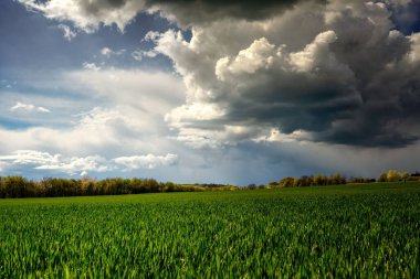 Tahıl tarlaları üzerinde sağanak altında toplanan büyük kara bulutların görüntüsü