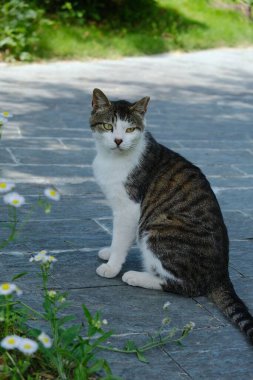 Yerde oturup yeşil çimlere doğru bakarken dikey bir görüntü.