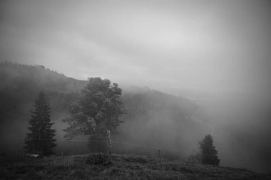 Sisli bir günde ağaçlarla kaplı çitlerle kaplı gri bir tepe.