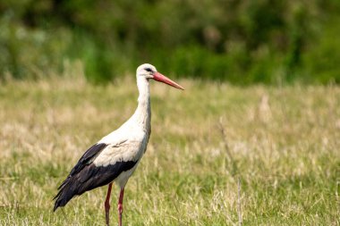 Çayırda beyaz bir leyleğin (Ciconia ciconia) yakın plan çekimi.