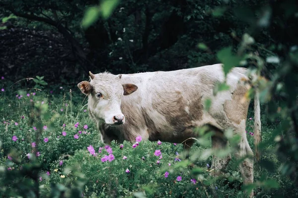 White Brown Young Bull Standing Meadow Blurred Vegetation Horizon — Stock Photo, Image