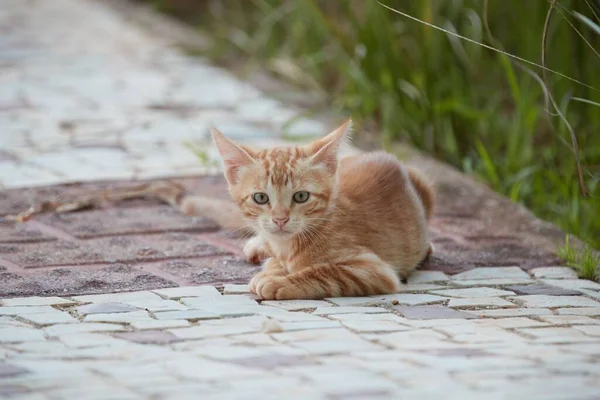 Kleine Baby Tijger Katachtige Kat Spelen Met Broers Moeder — Stockfoto