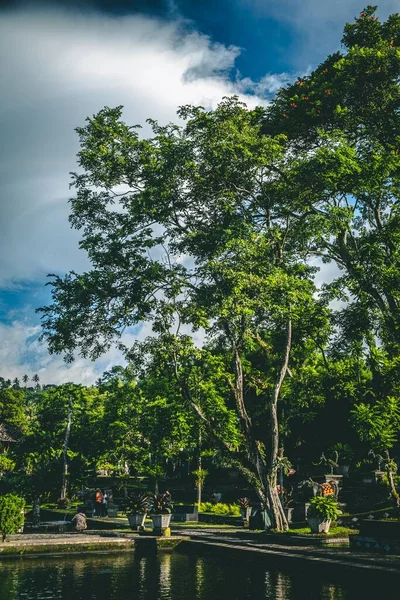 Vacker Park Med Gröna Träd Bali — Stockfoto