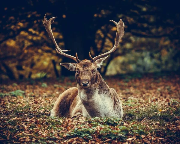 欧洲小鹿在秋天树叶上的特写 — 图库照片