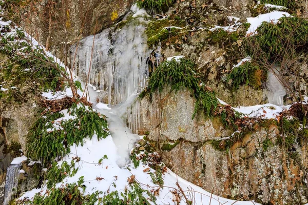 Closeup Plants Covered Icicles Snow — Stock Photo, Image