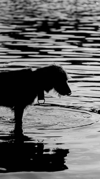 Сірий Вертикальний Знімок Собаки Воді — стокове фото