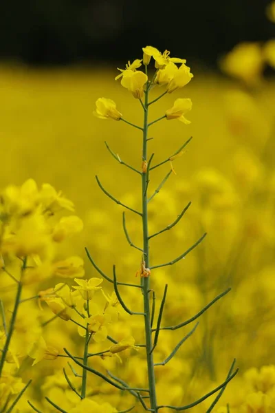 ドイツのフィールドでの菜種計画のソフトフォーカス — ストック写真