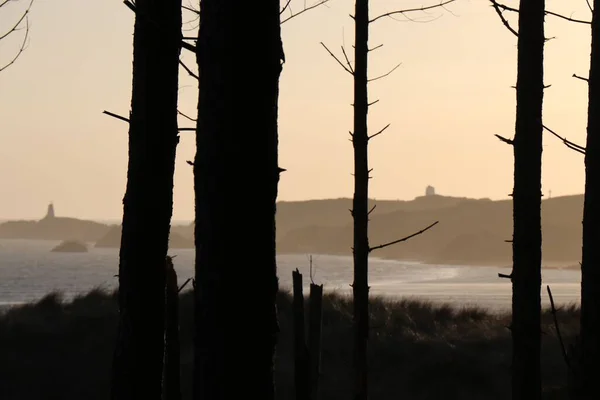 Die Silhouetten Von Bäumen Gegen Ein Meer Bei Sonnenuntergang — Stockfoto